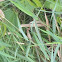 White-faced meadowhawk