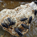 Pinacate Beetle
