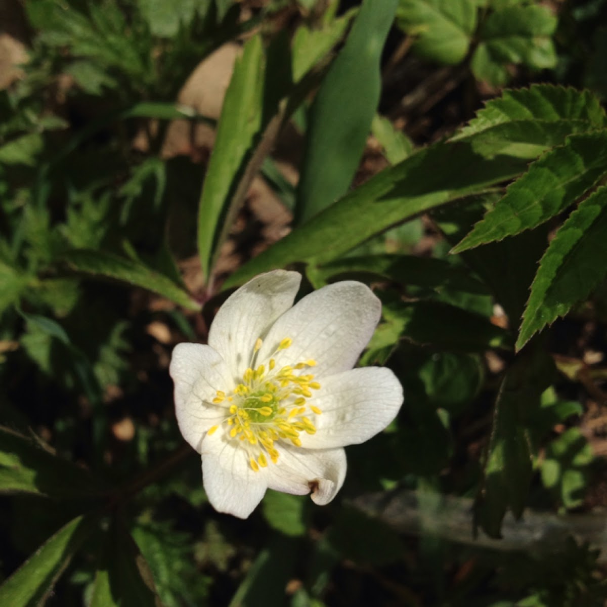 Wood Anemone