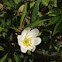 Wood Anemone