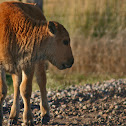 American Bison