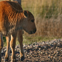 Montana Wildlife