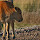 Montana Wildlife
