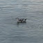 Black Guillemot