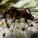 Dancing Fly