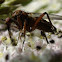 Dancing Fly