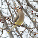Cedar waxwing