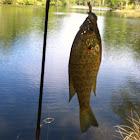 Redear Sunfish