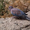 Laughing dove