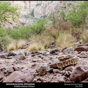 Northern Blacktailed Rattlesnake