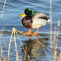 MALLARD (MALE)