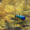 Tiger beetle