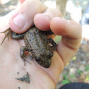 Green frog