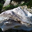 Ostra plana (gl)
