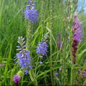 Spike Speedwell