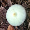 Onion-stalk Lepiota
