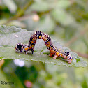 Geometrid moth caterpillar