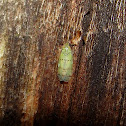Unknown Leafhopper