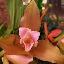Orquidea Lycaste