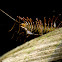 House Centipede