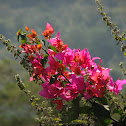 Bougainvillea