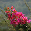 Bougainvillea