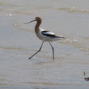 American Avocet