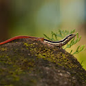 Dussumier's Litter Skink or Forest Skink