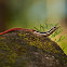 Dussumier's Litter Skink or Forest Skink