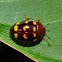 Fungus beetle