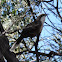 Grey Crowned Babbler