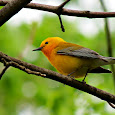 Warblers through the Midwest