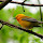 Warblers through the Midwest