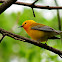 Prothonotary Warbler