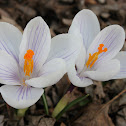 crocus