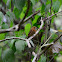 Buco barbón - White-whiskered Puffbird