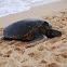 Green Sea Turtle