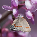 Red-banded Hairstreak