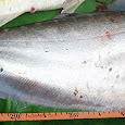 Fish diversity of Jorhat