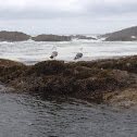 Sea Gulls