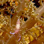 Commensal Shrimp