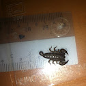 Dwarf wood scorpion