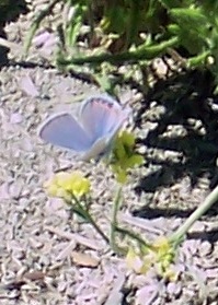 Holly Blue