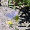 Holly Blue