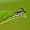 Spreadwing