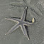 Sand Star