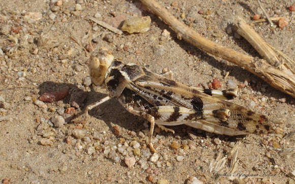 Spotting Image 1