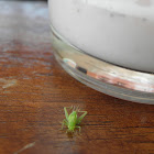 katydid nymph