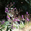 Ironweed