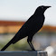 Brewer's blackbird